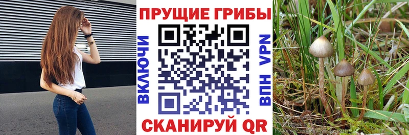где купить   Ногинск  Псилоцибиновые грибы прущие грибы 